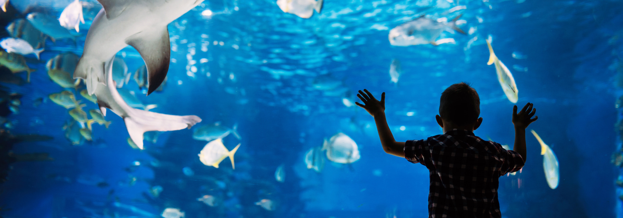 boy at aquarium