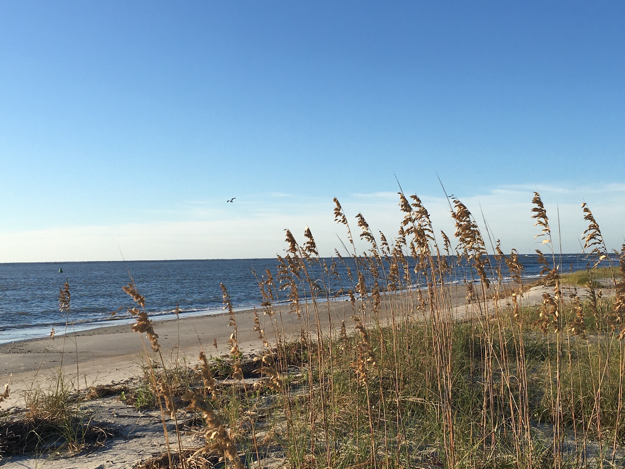 sea oats north carolina