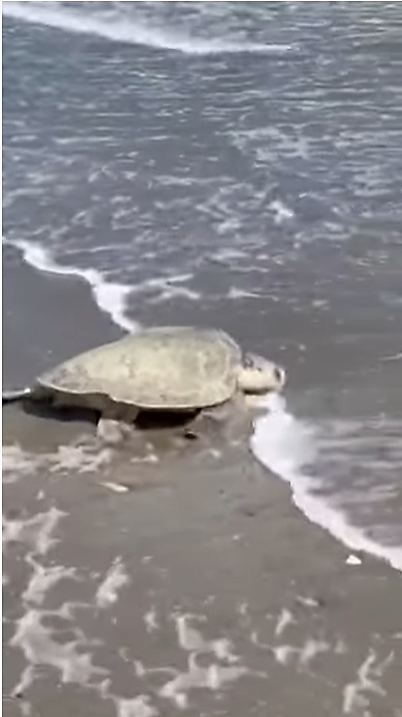 Turtle reaches the Atlantic!