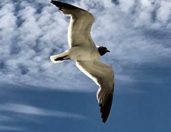 Bird flying with open wings on Holden Beach