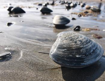 clam shells on the beach
