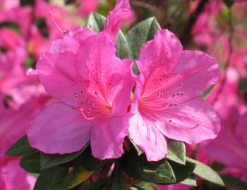 pink azaleas north carolina