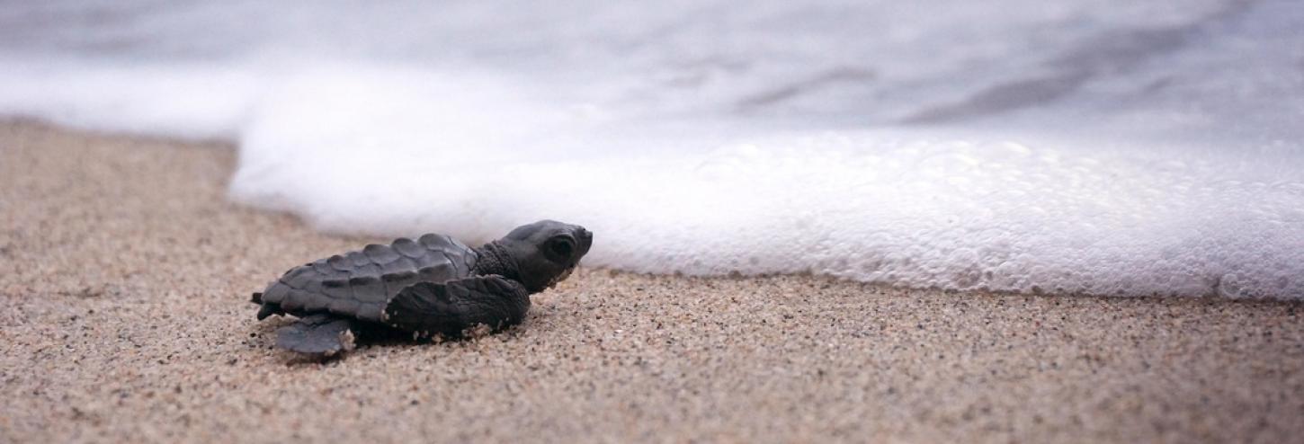 Holden Beach Turtle