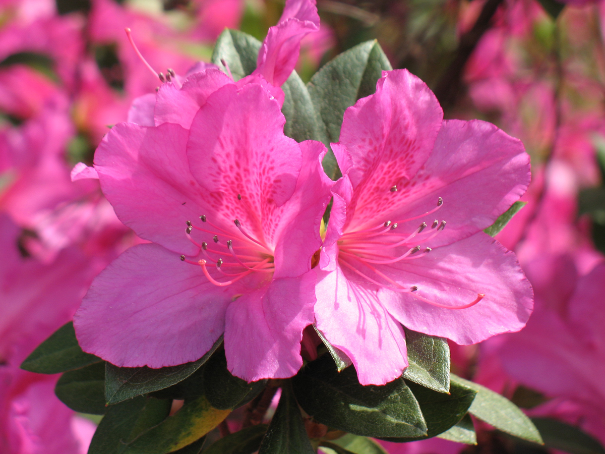 azaleas north carolina