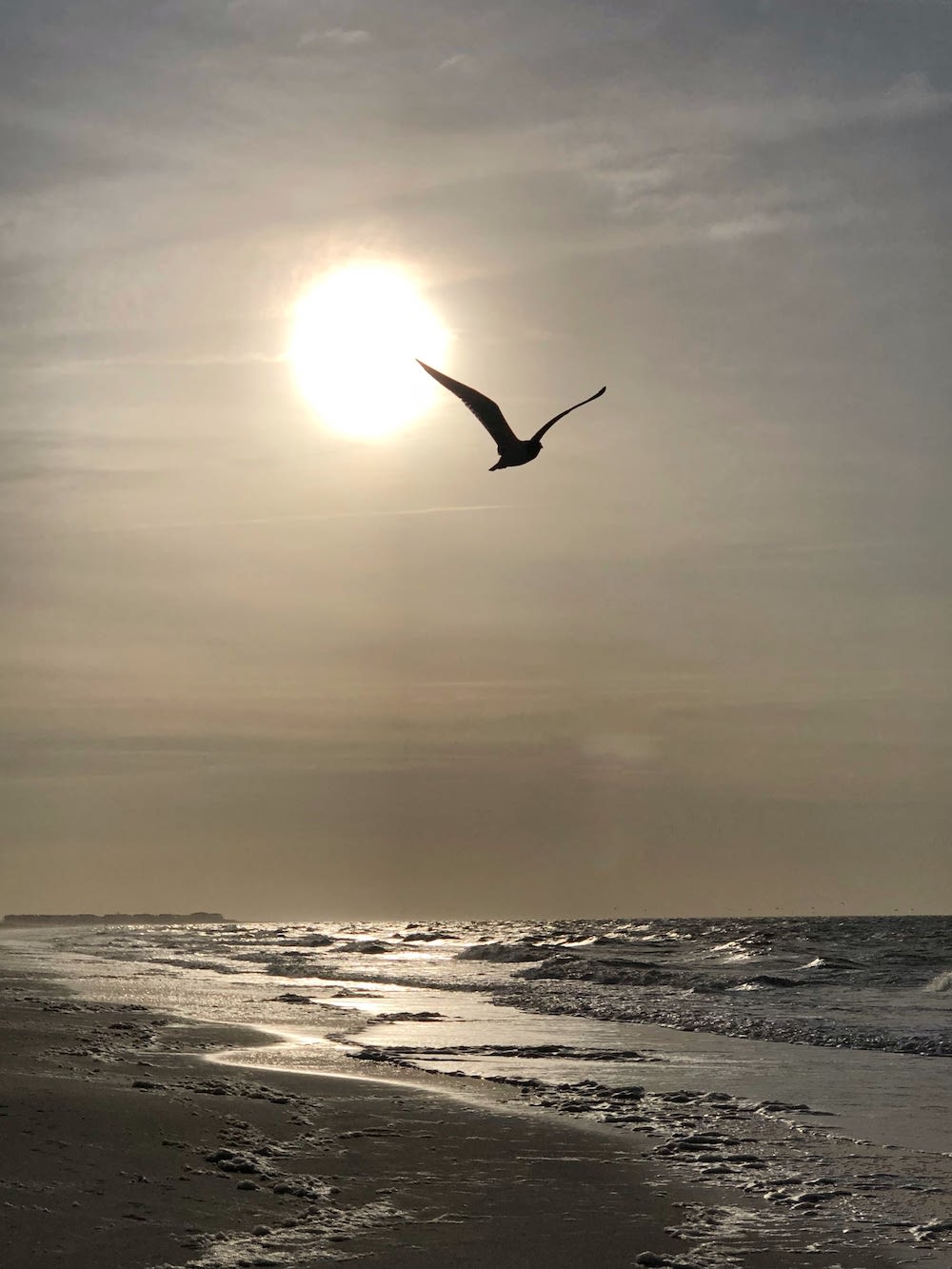 Bird Flying Over Holden Beach