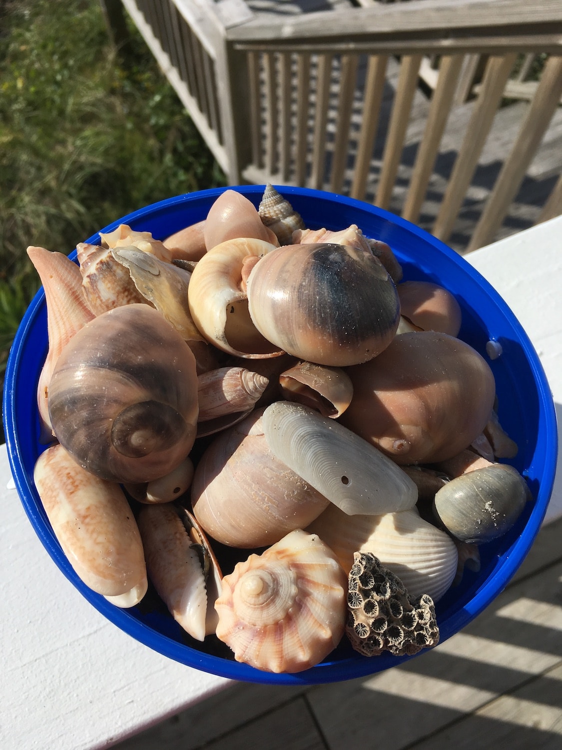 Holden Beach Shells Beachcombing