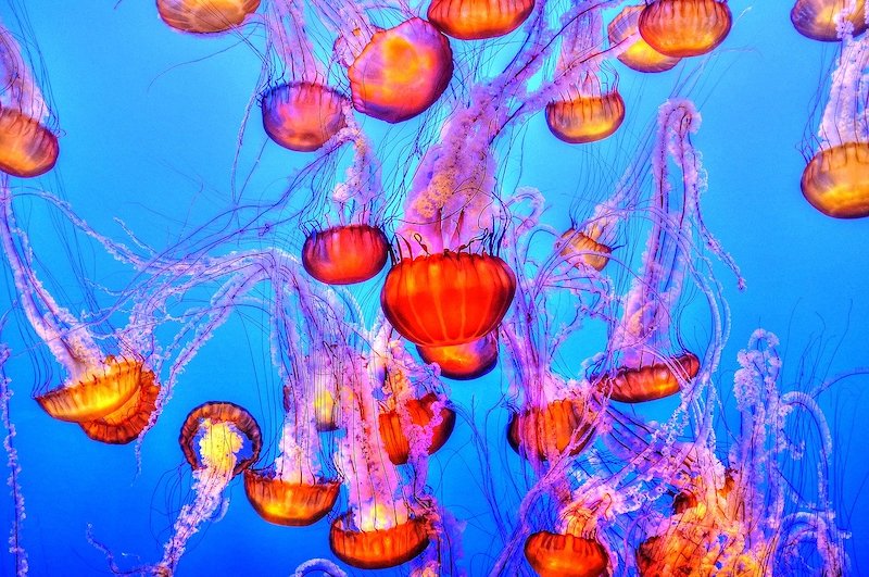 jellyfish aquarium