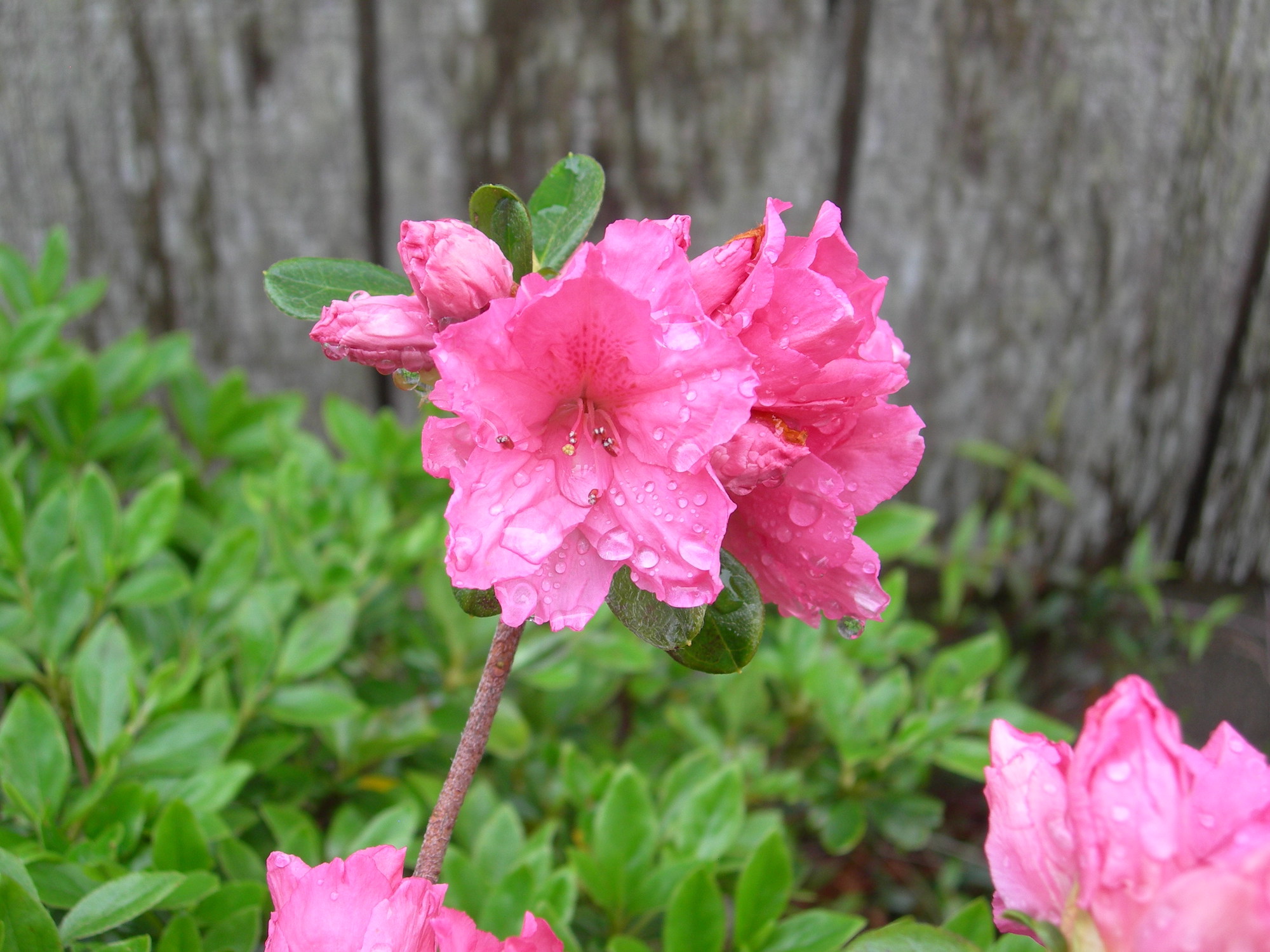 pink azaleas coastal north carolina