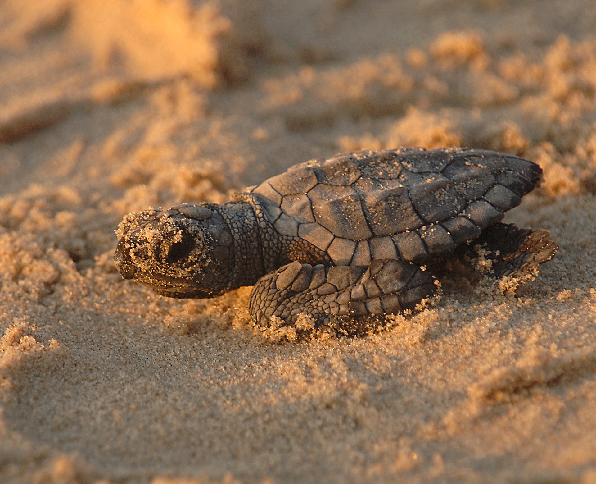 sea turtle hatch