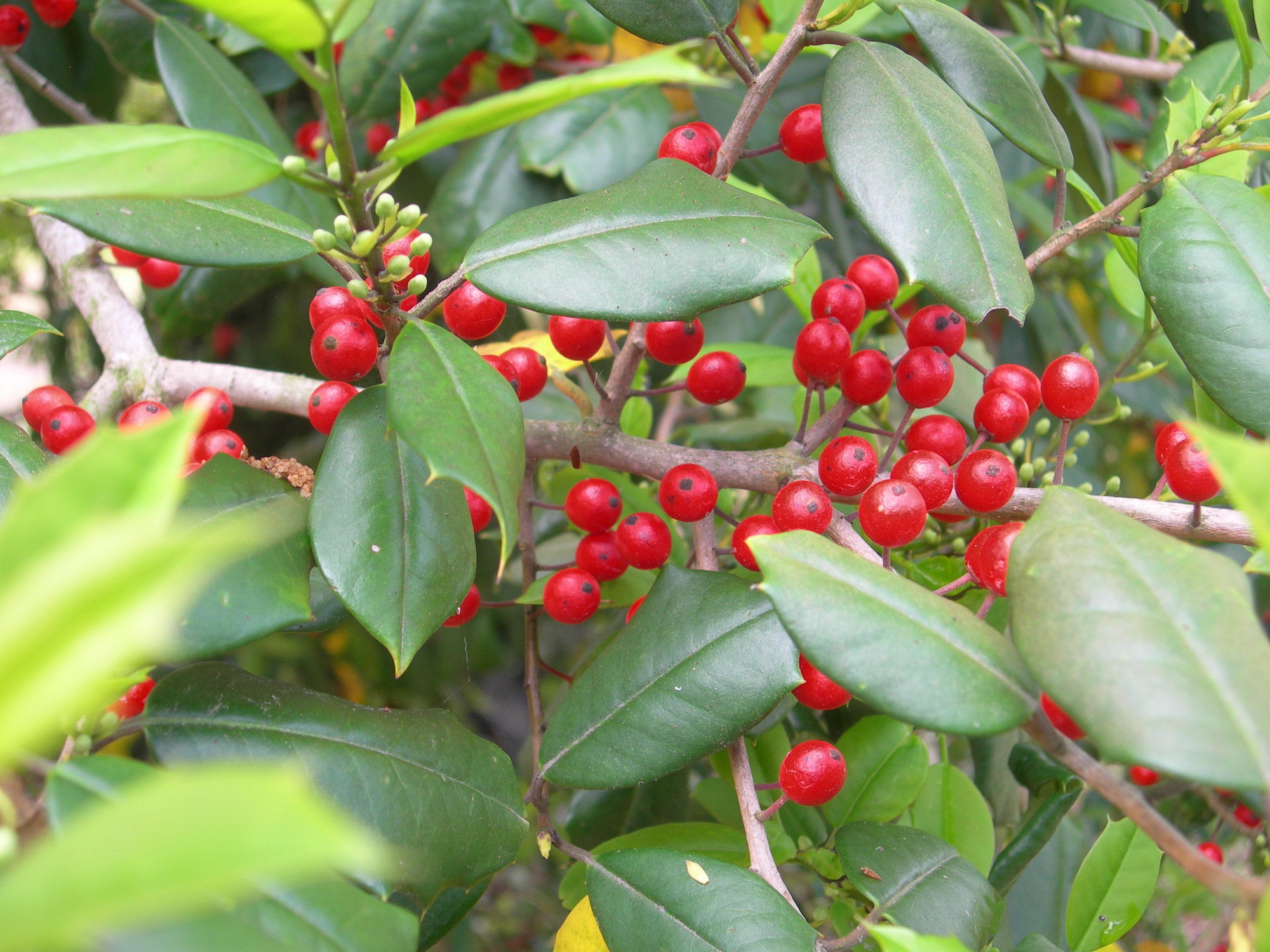 yaupon holly north carolina